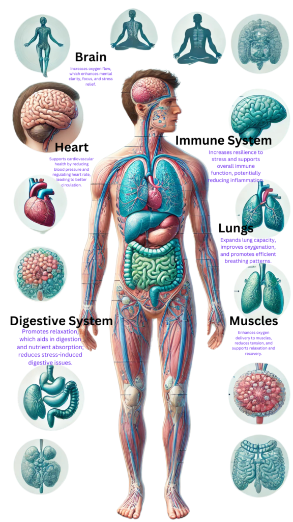7 Powerful Breathing Exercises for Instant Anxiety Relief, Stress Reduction, and a Healthier Wellness Lifestyle 4 Illustration of the human body with labeled organs showing the benefits of breathing exercises on the brain, lungs, heart, digestive system, muscles, and immune system
